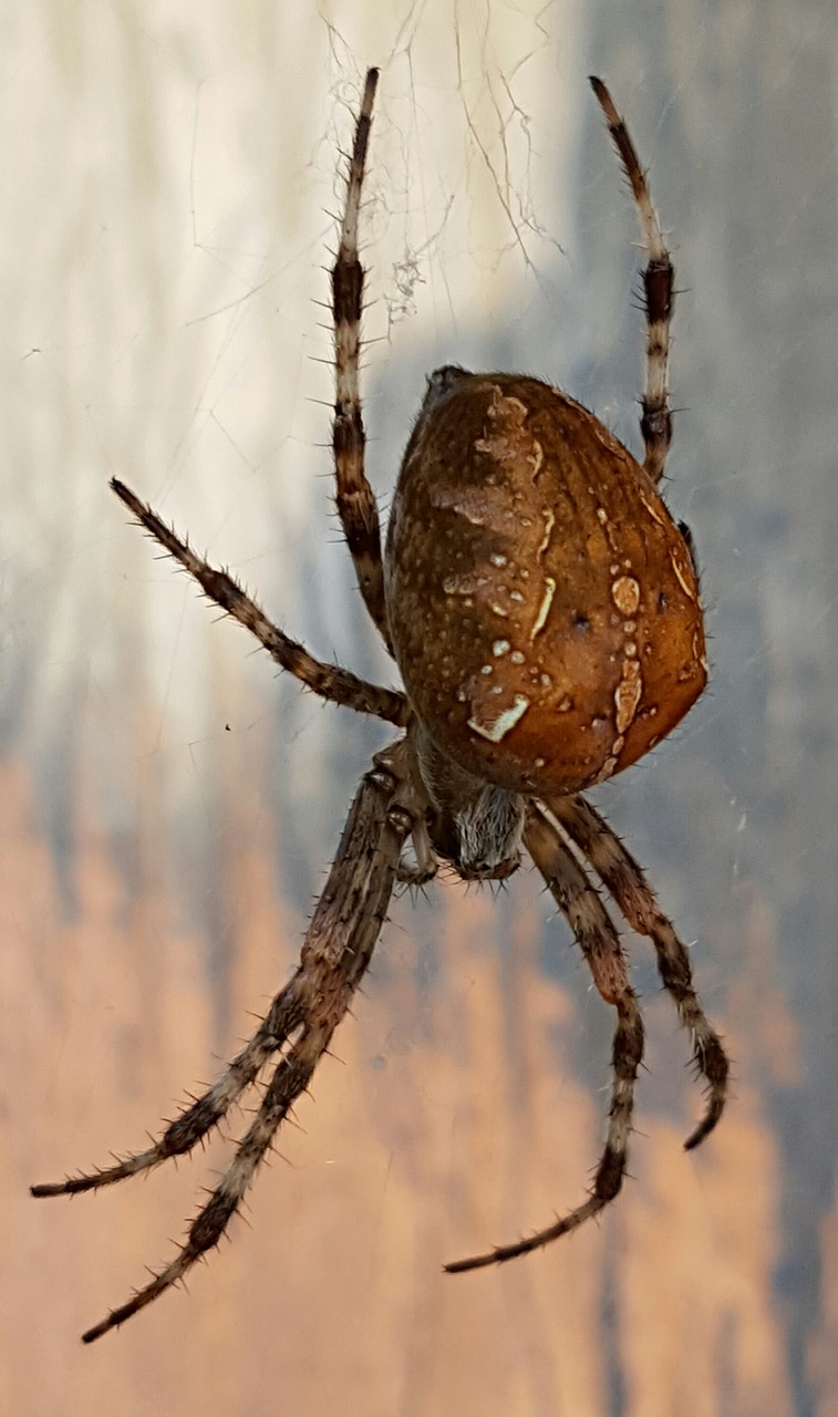 spider animal world close free photo