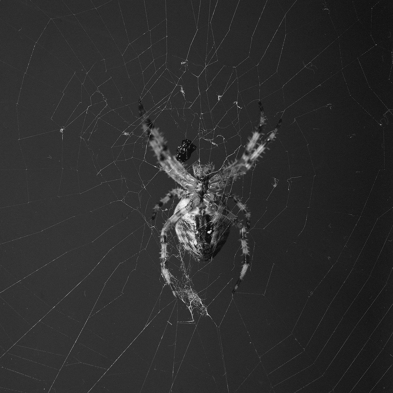 spider orbweaver crossed free photo