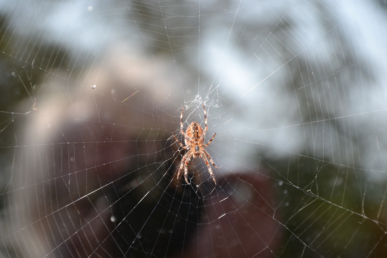 spider cobweb close free photo