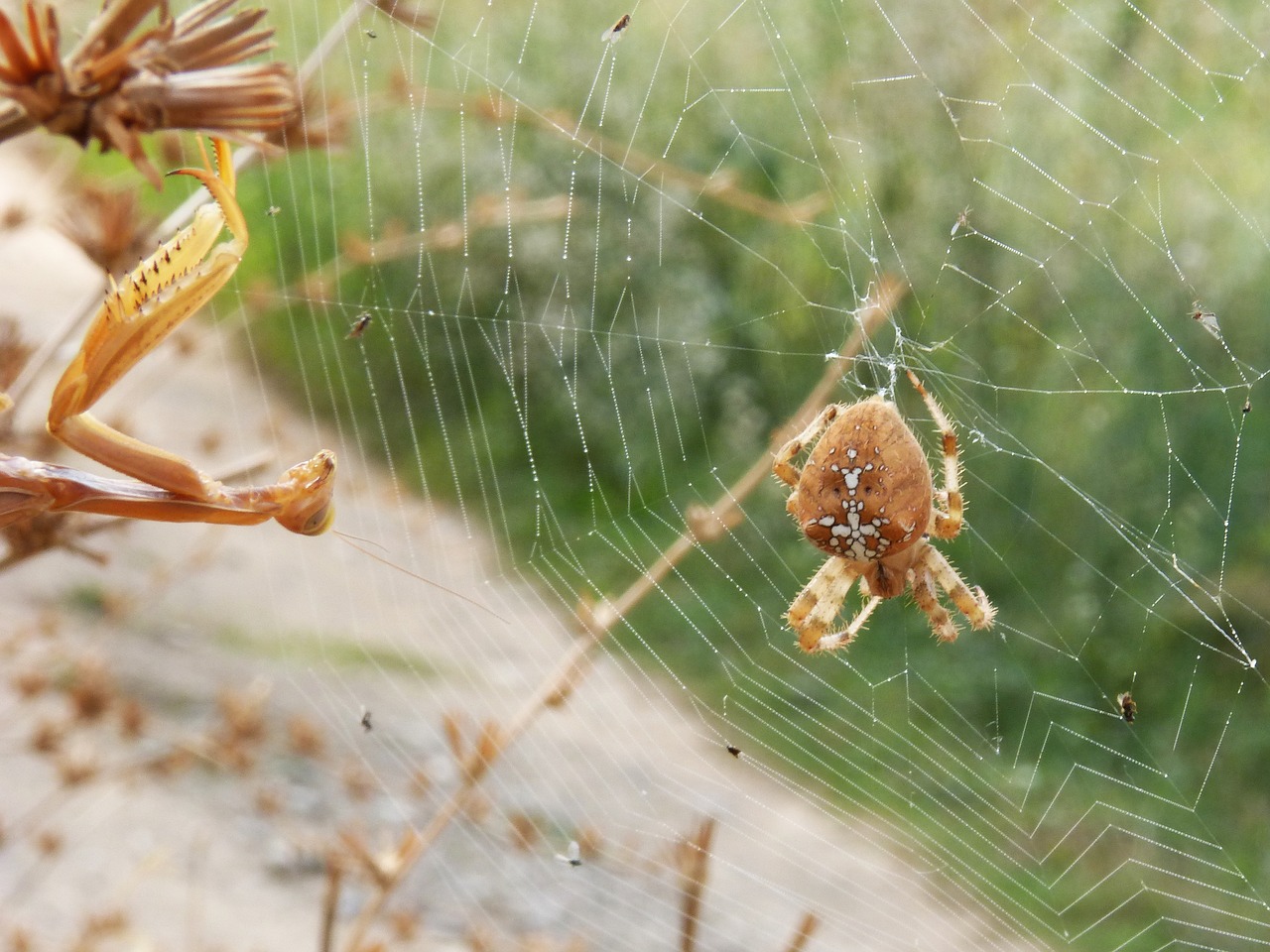 spider mantis web free photo