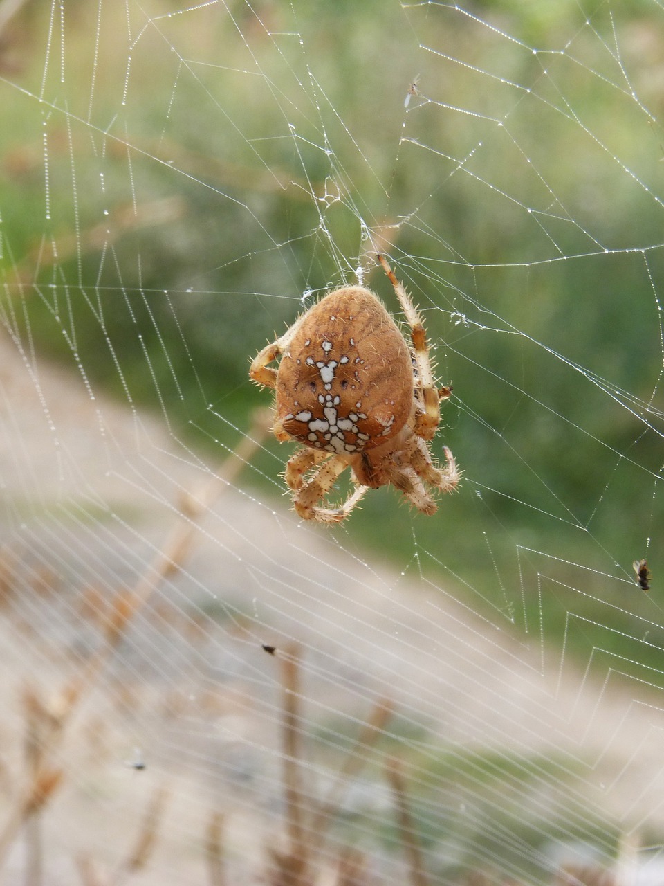 spider web araneus diadematus free photo