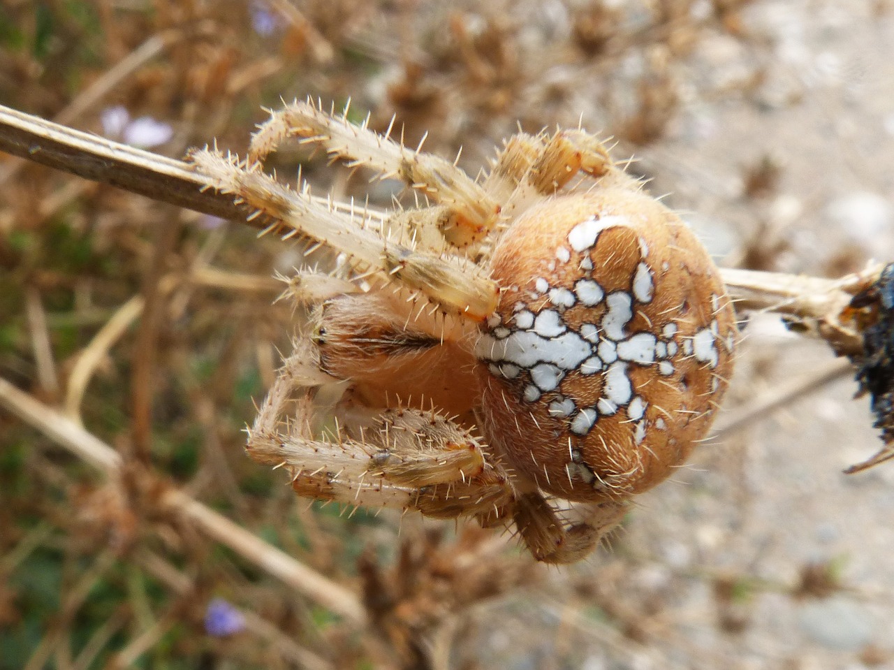 spider web araneus diadematus free photo