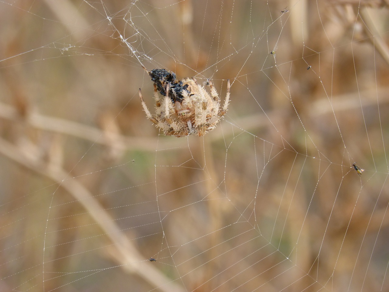 spider web araneus diadematus free photo