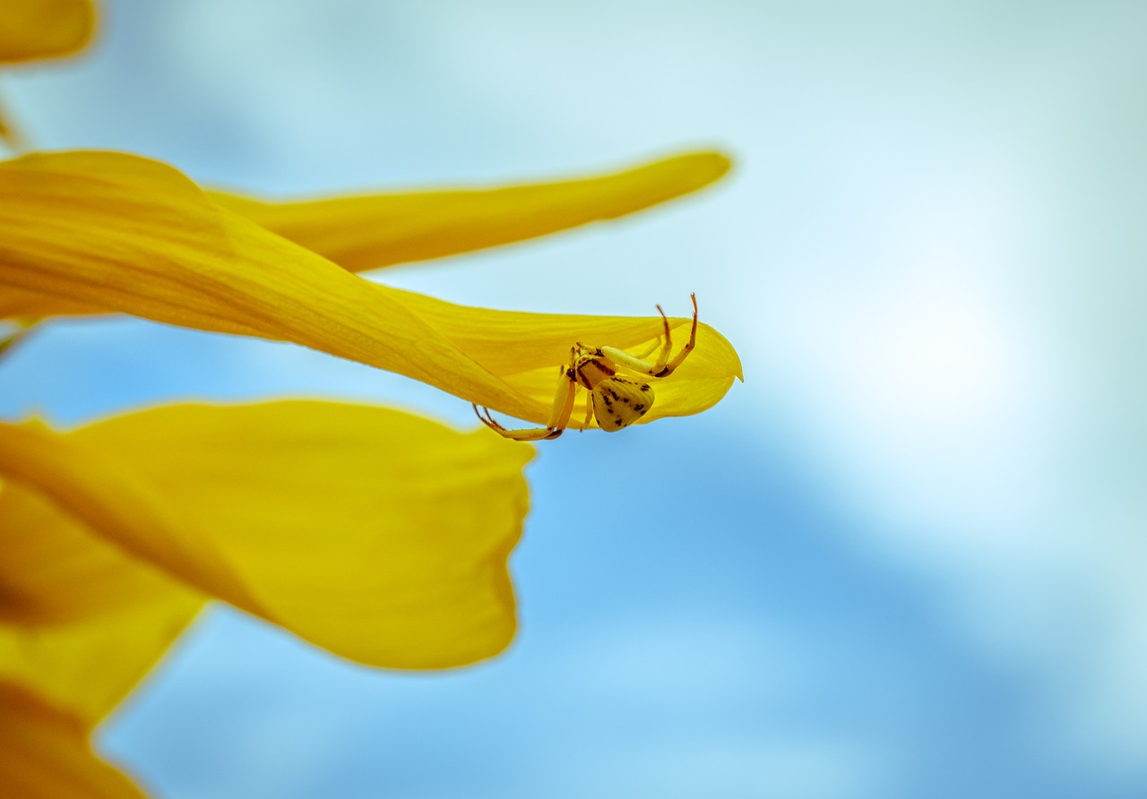 spider sunflower nature free photo