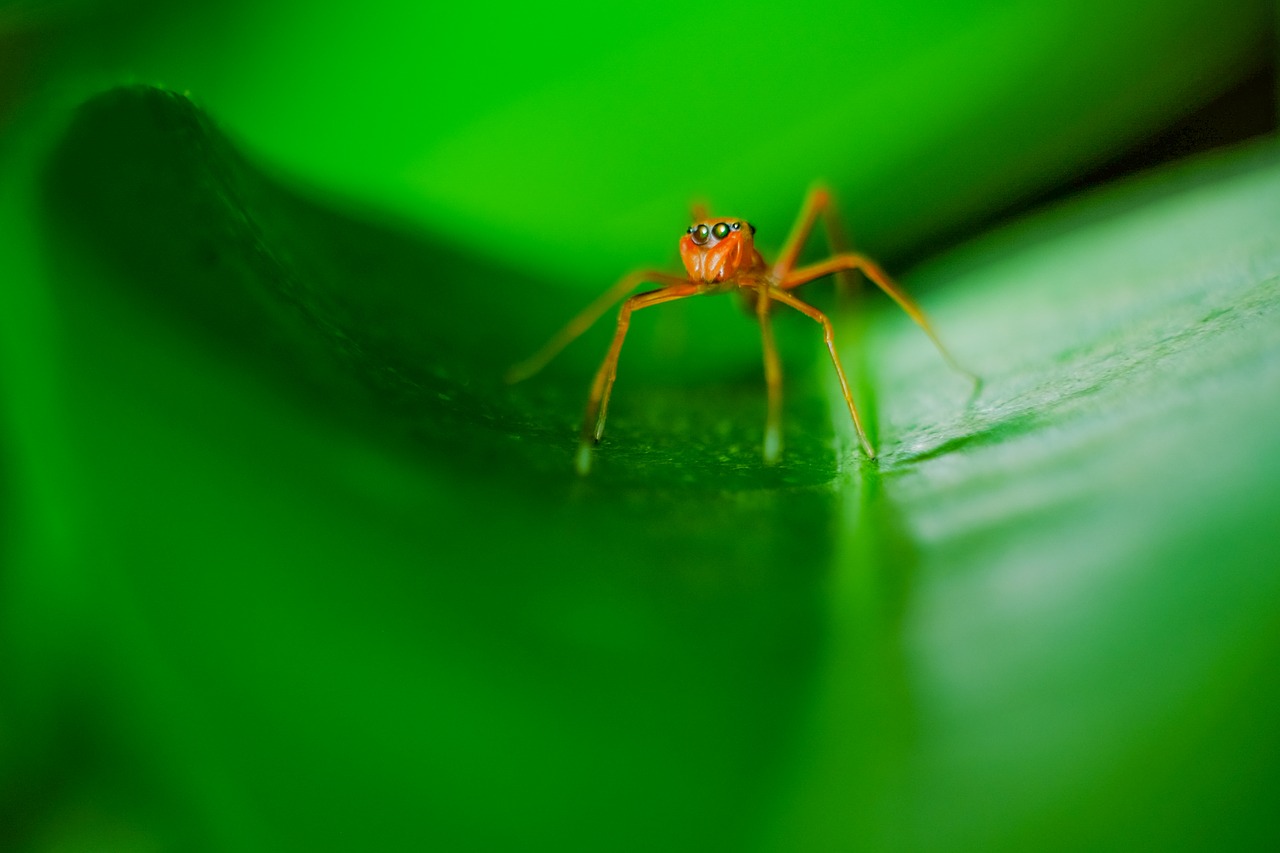 spider green macro free photo