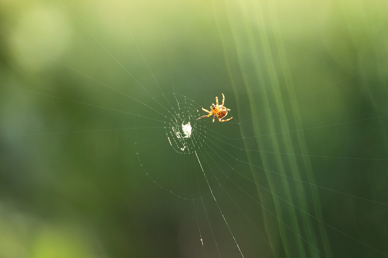 spider cobweb predator prey free photo