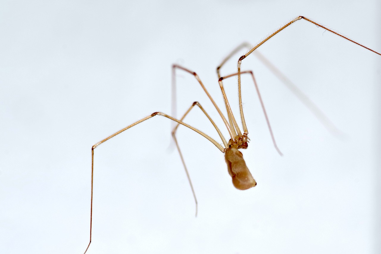 spider long legs nasosznik free photo