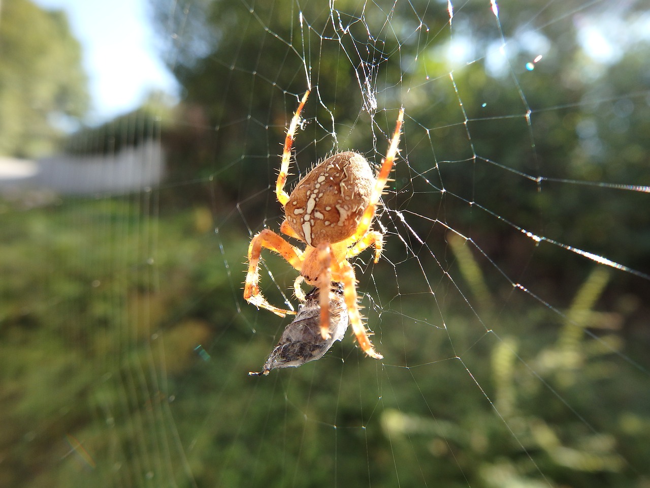 spider macro insect free photo