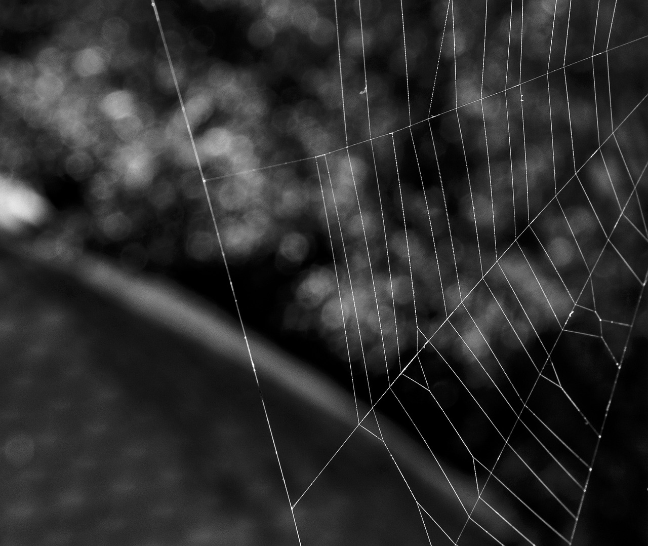 spider web network free photo