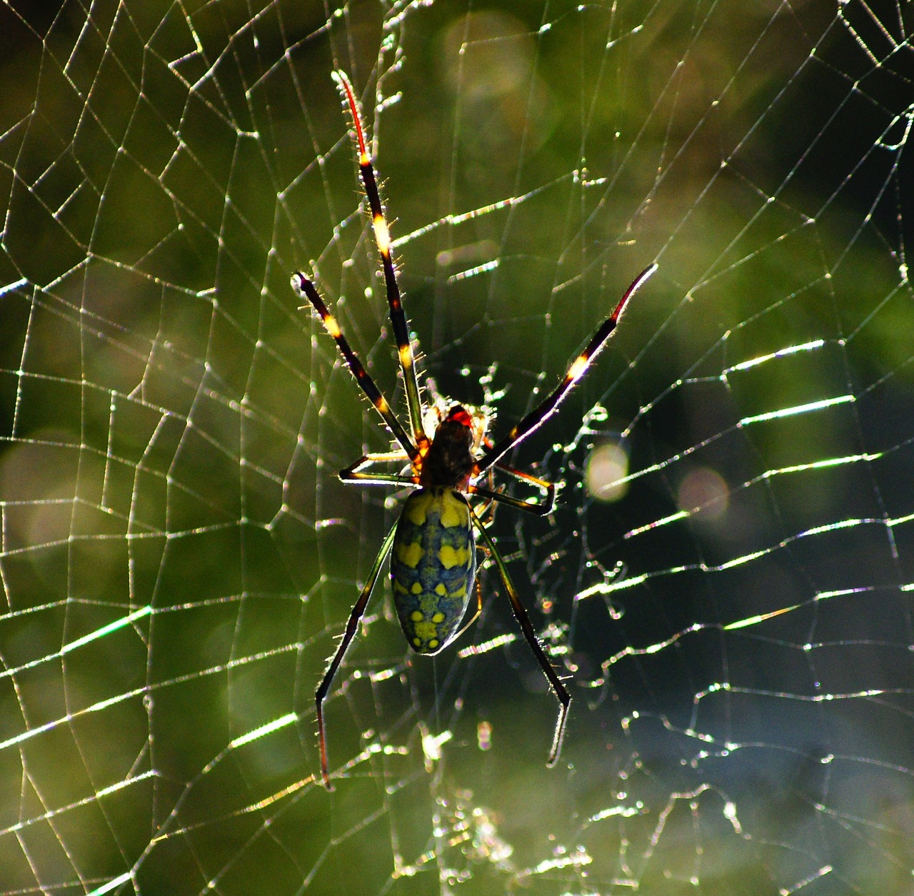spider web spider web free photo