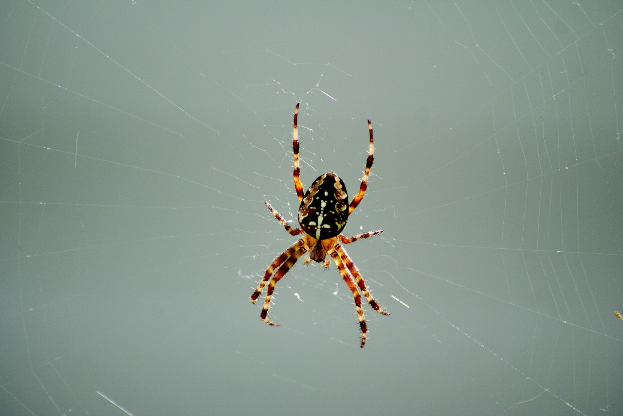 spider cobweb nature free photo