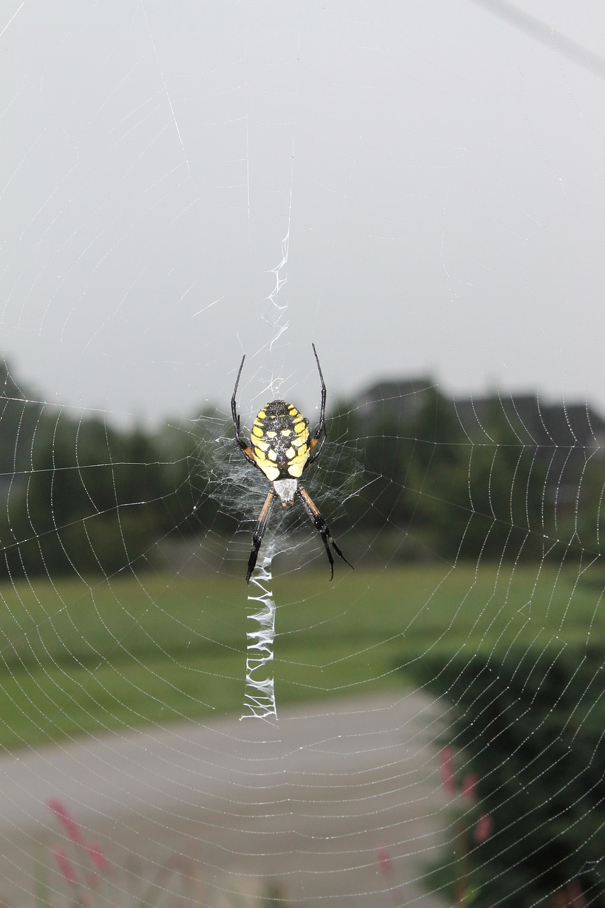 spider garden web free photo