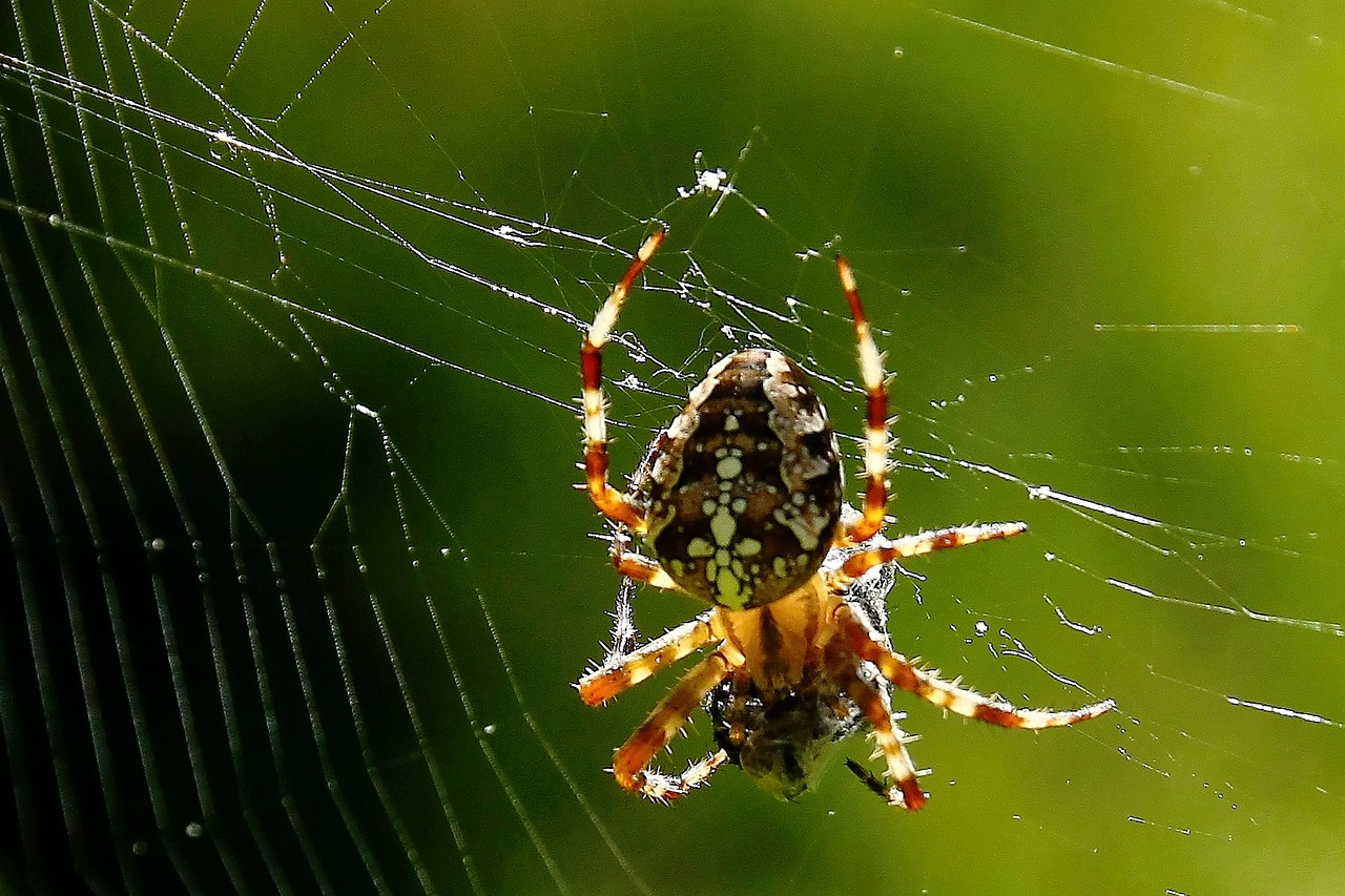 spider spider webs close free photo