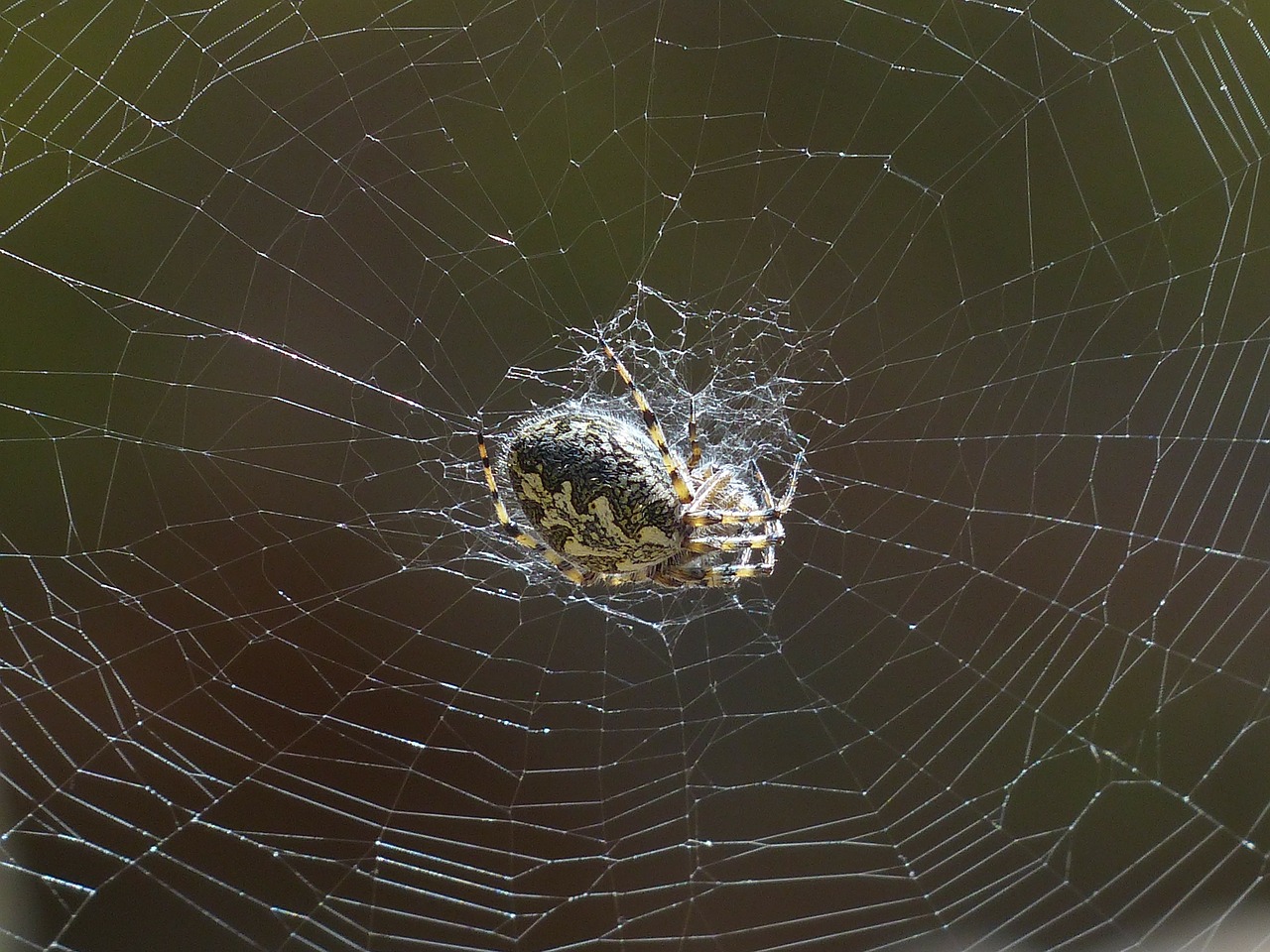 spider cobweb oakleaf orb weavers free photo