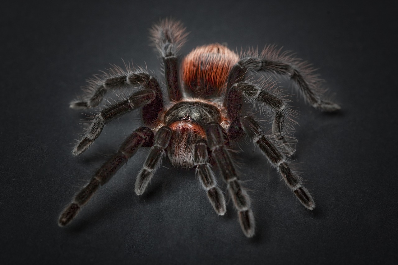 spider tarantula arachnophobia free photo
