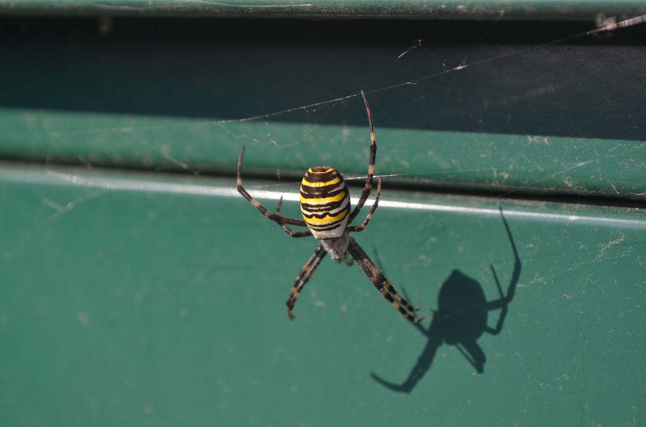 spider nature cobweb free photo