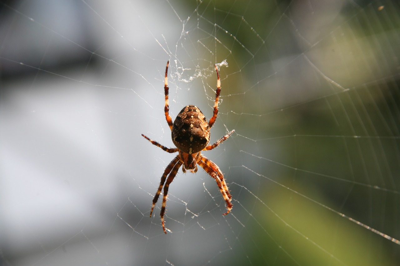 spider network arachnid free photo