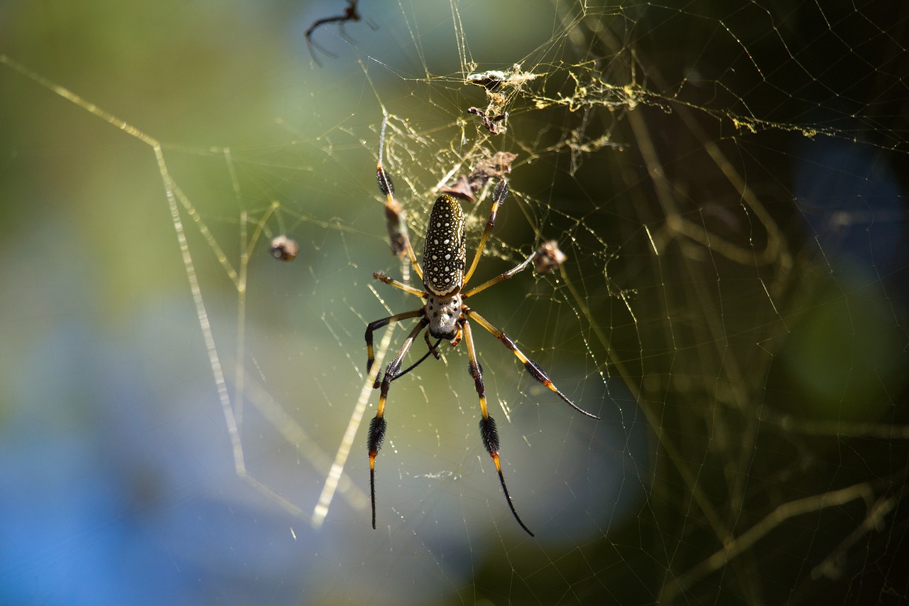 spider arachnid web free photo