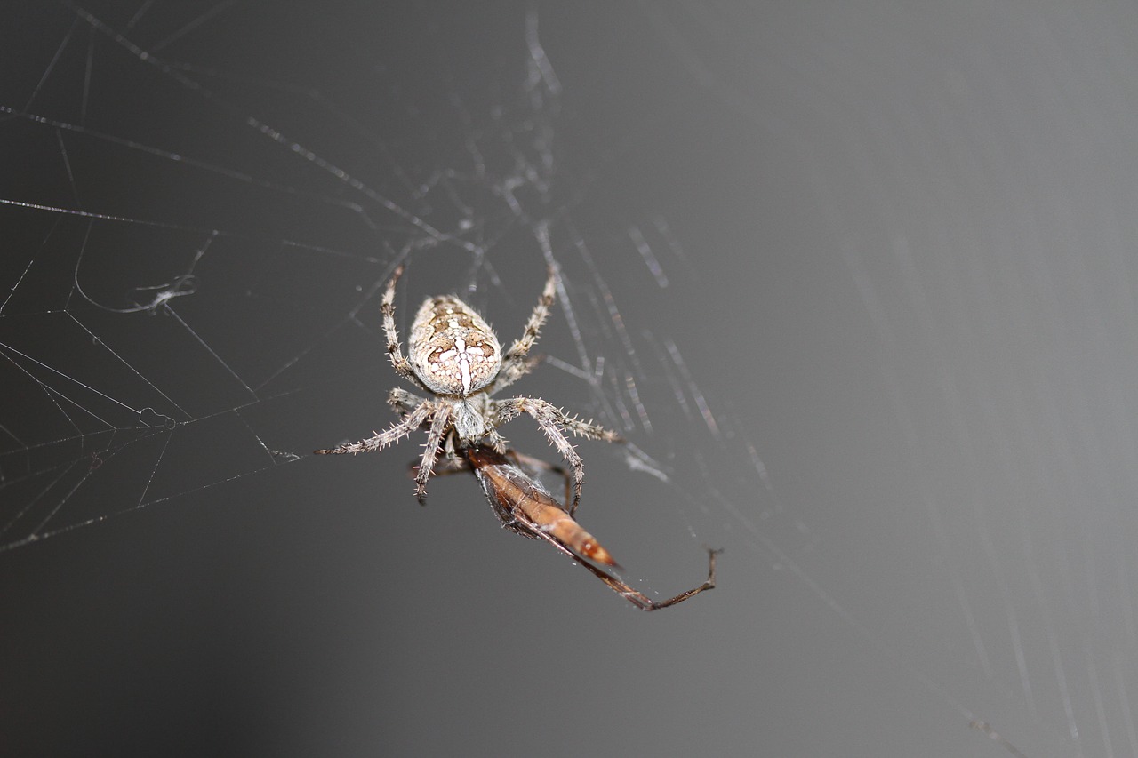 spider spider webs cobweb free photo