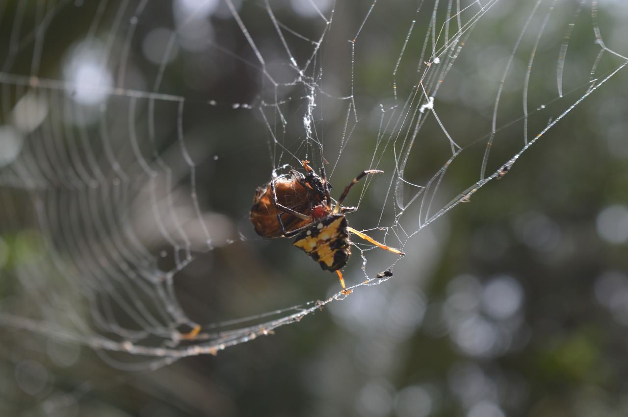 spider cobweb insects free photo