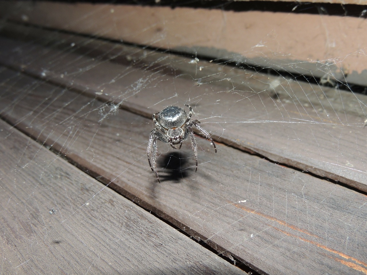 spider hairy detailed free photo