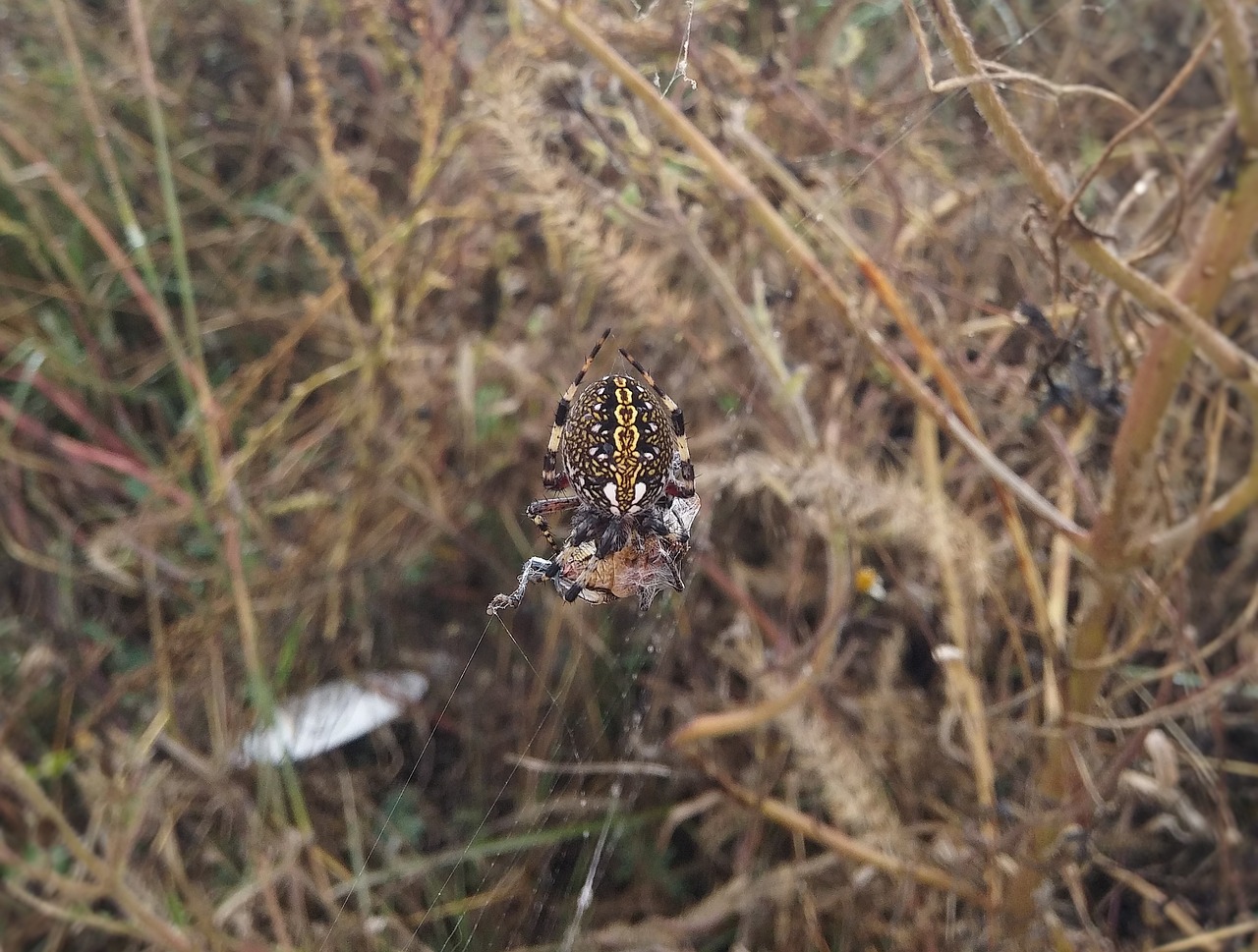 spider araneus diadematus spider with prey free photo