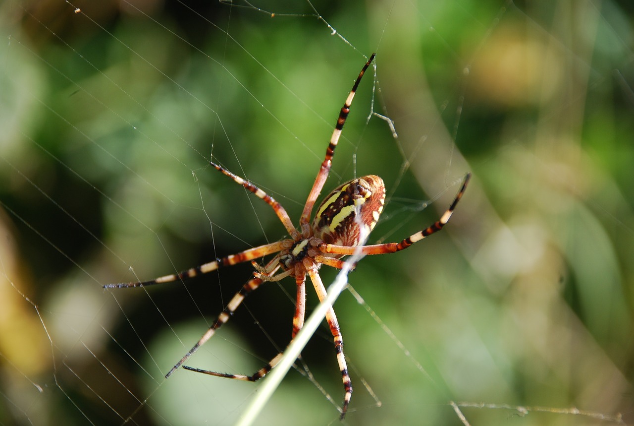 spider nature insects free photo