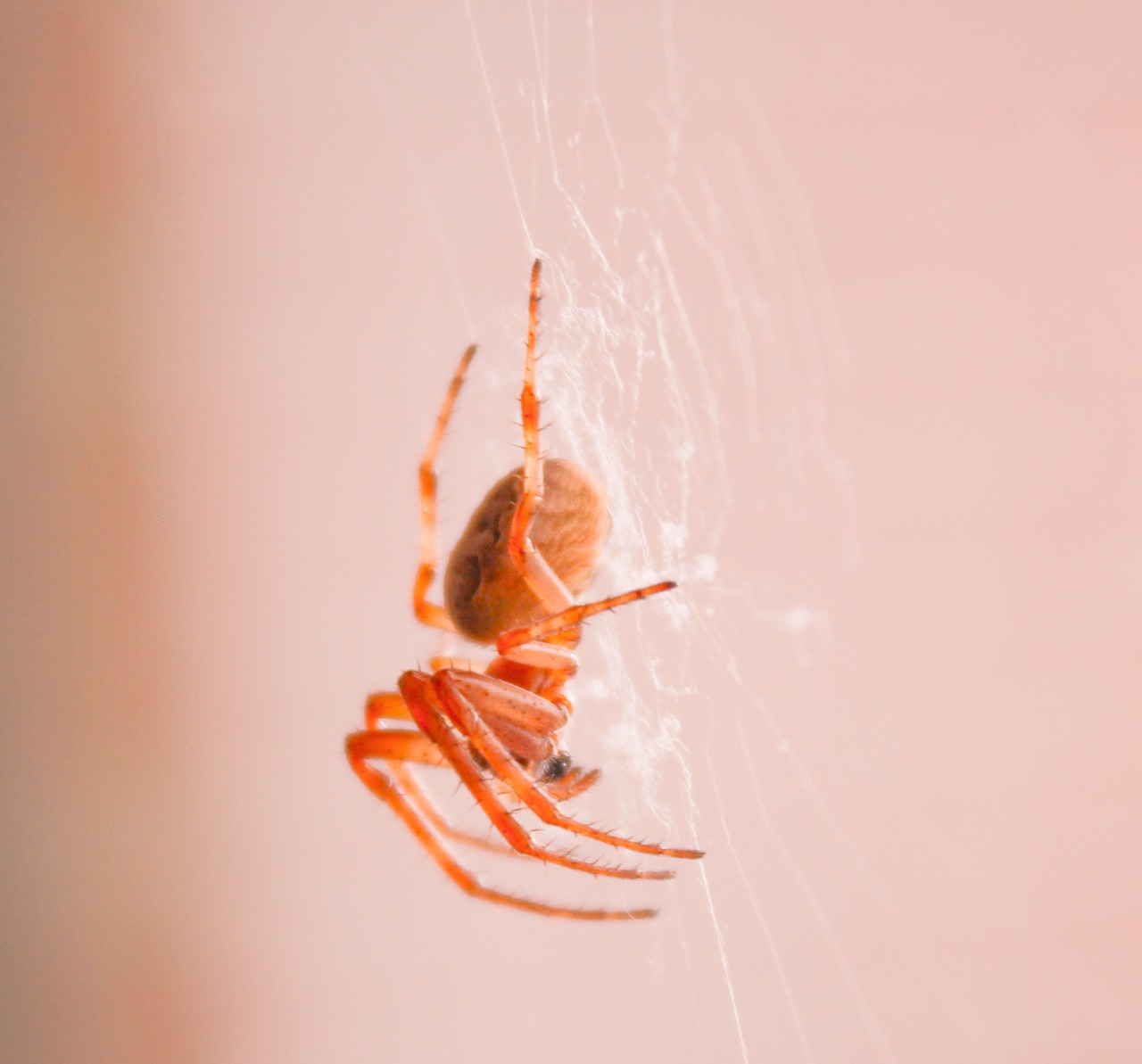 spider insect web free photo