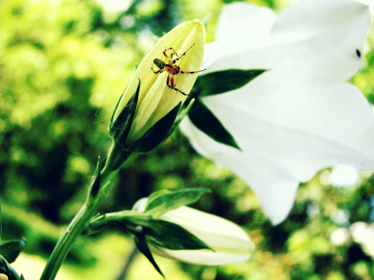 spider lily nature free photo