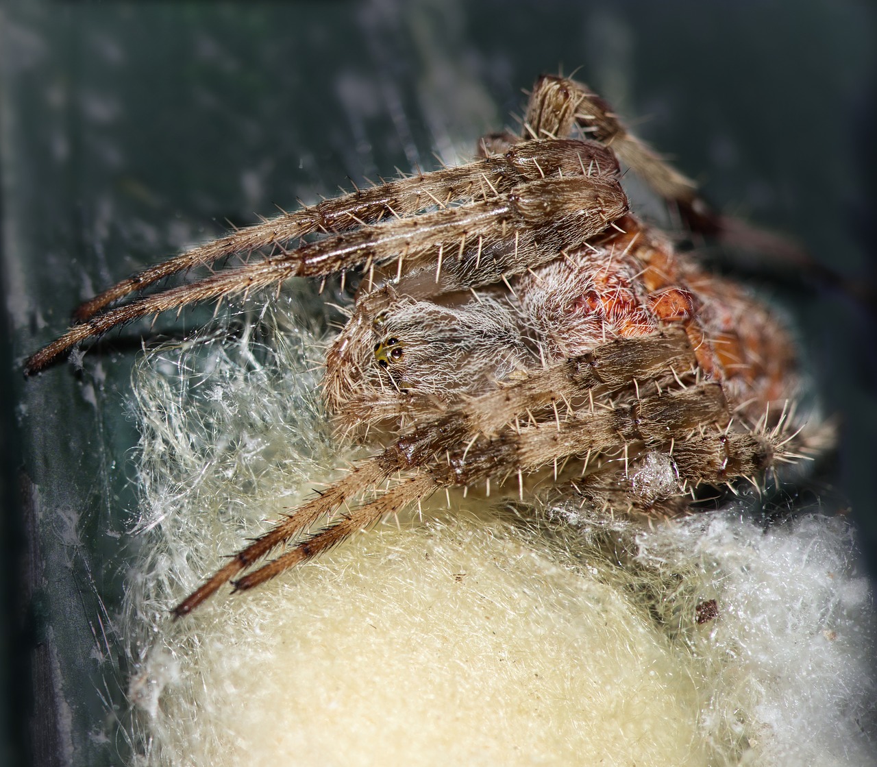 spider cocoon silk free photo