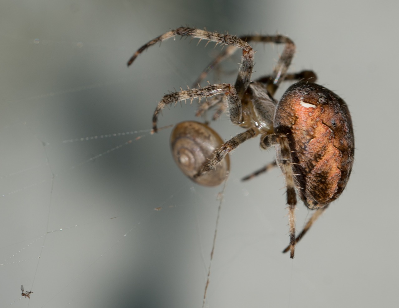 spider macro nature free photo