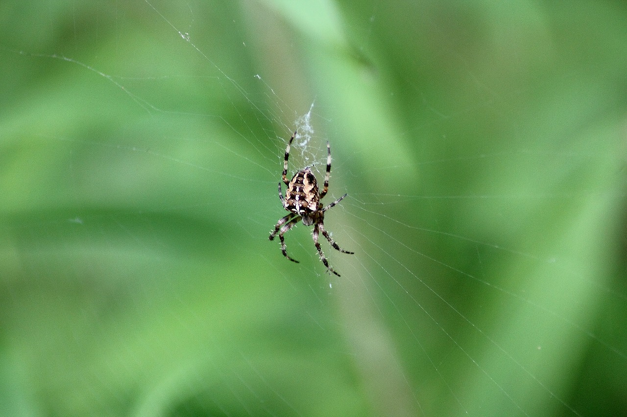 spider insect animals free photo