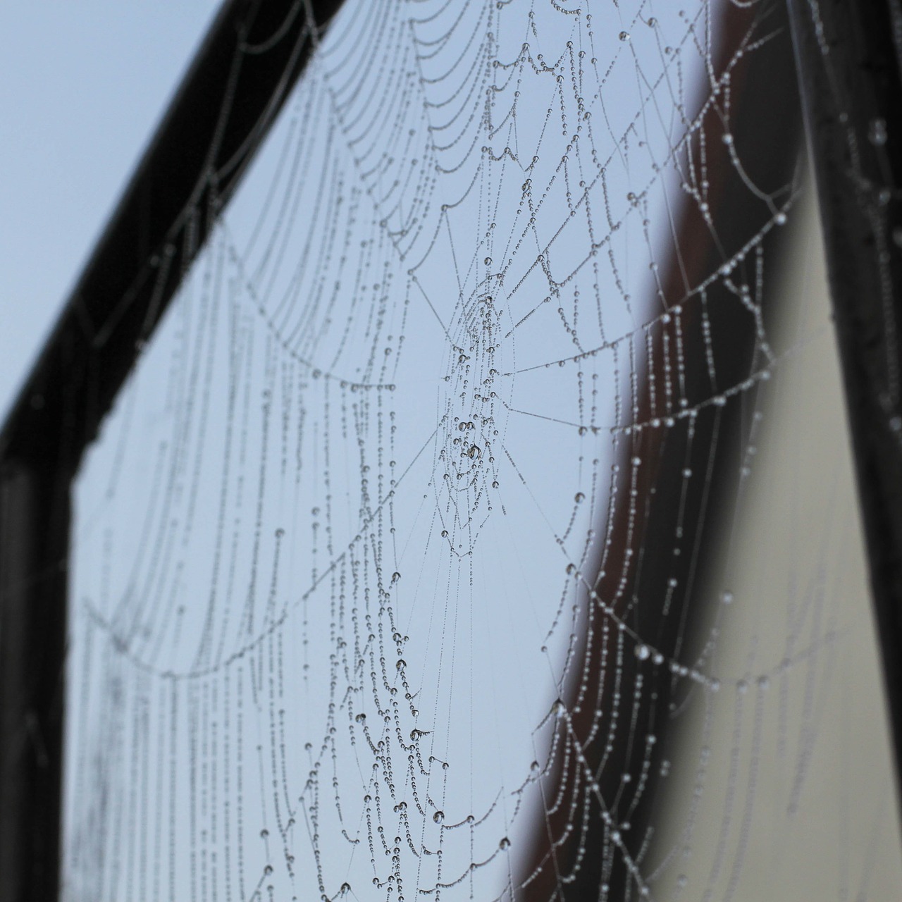 spider network cobweb free photo