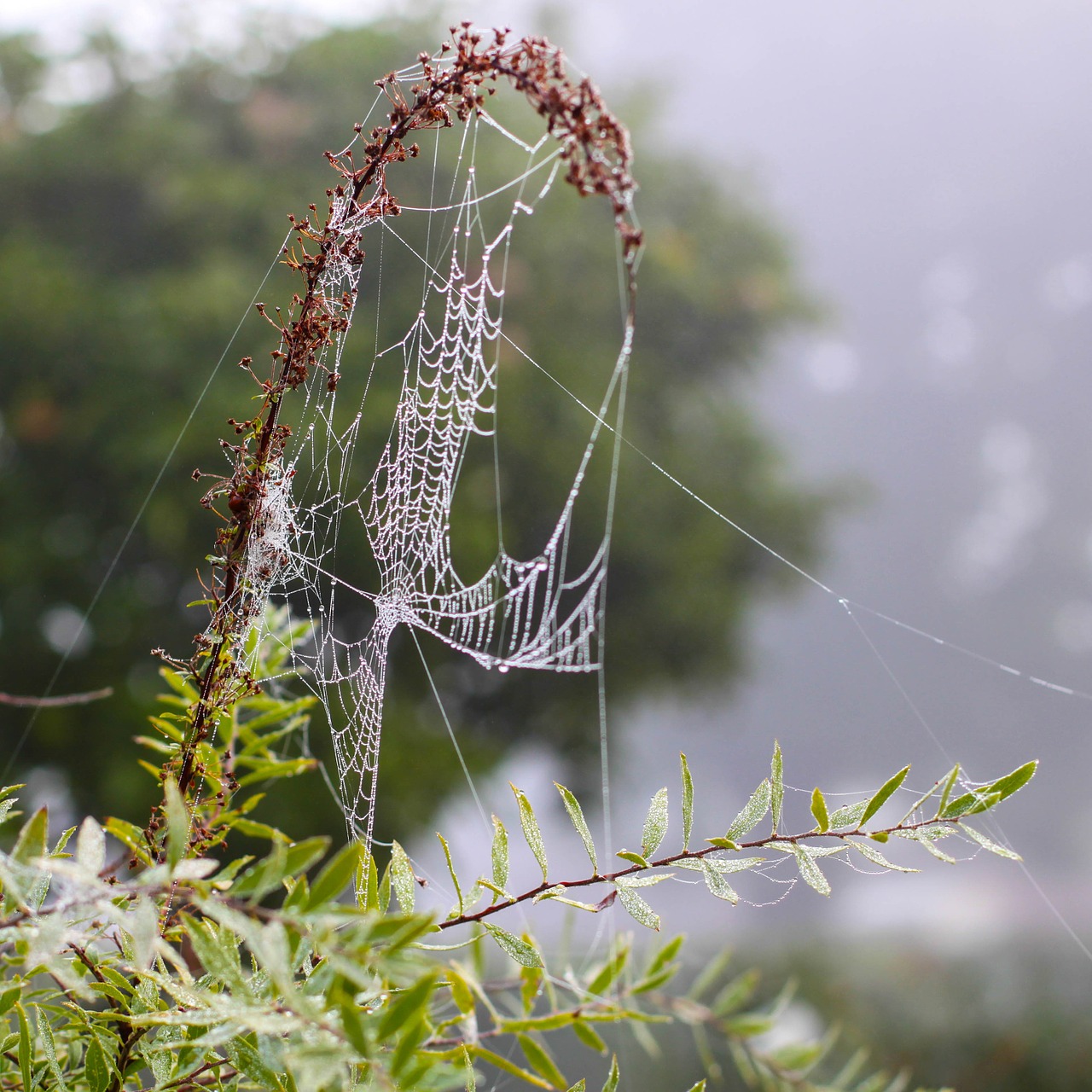 spider network cobweb free photo