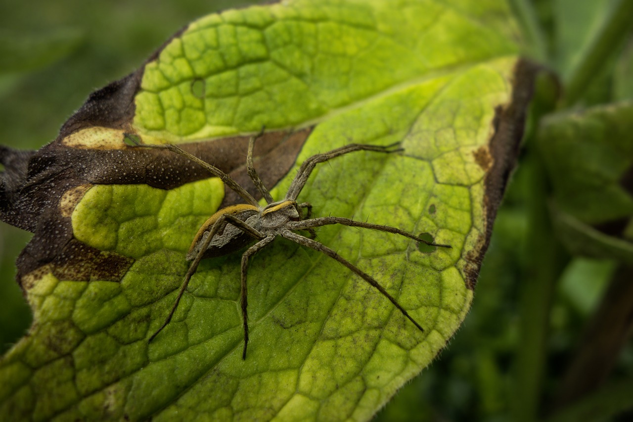 spider leaf garden free photo