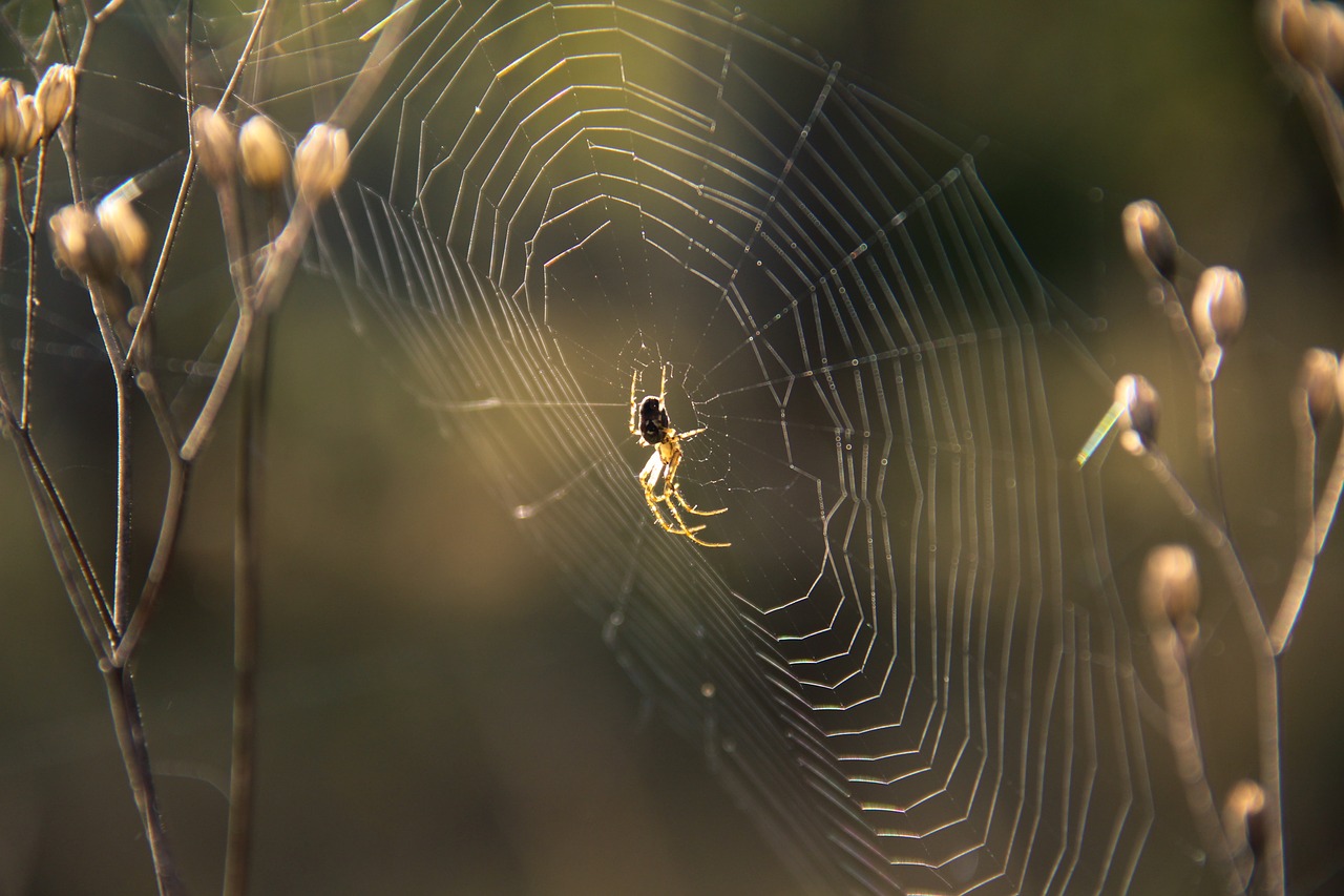 spider cobweb nature free photo