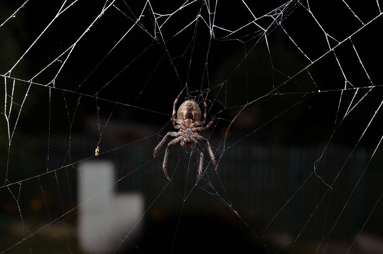 spider insect cobweb free photo