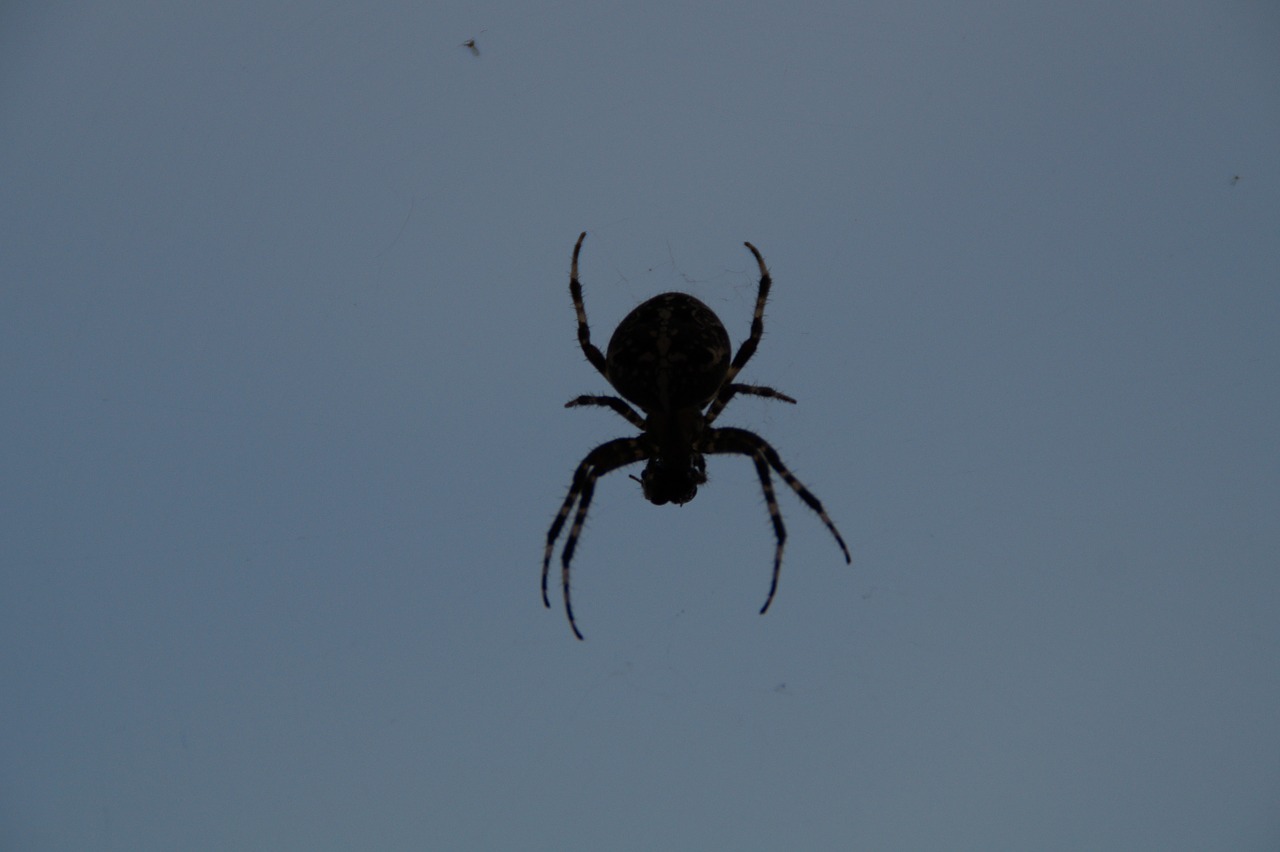 spider spider with prey creepy free photo