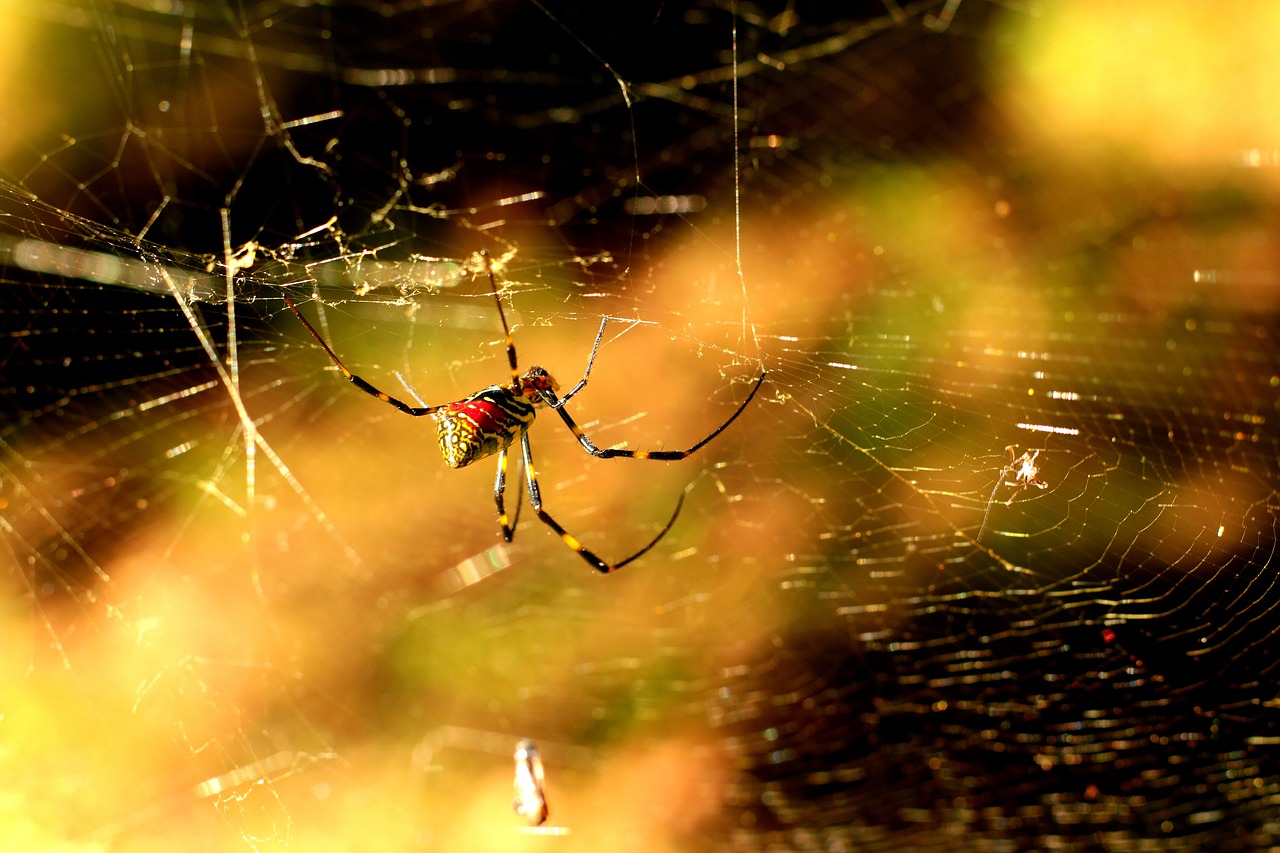 spider red yellow free photo