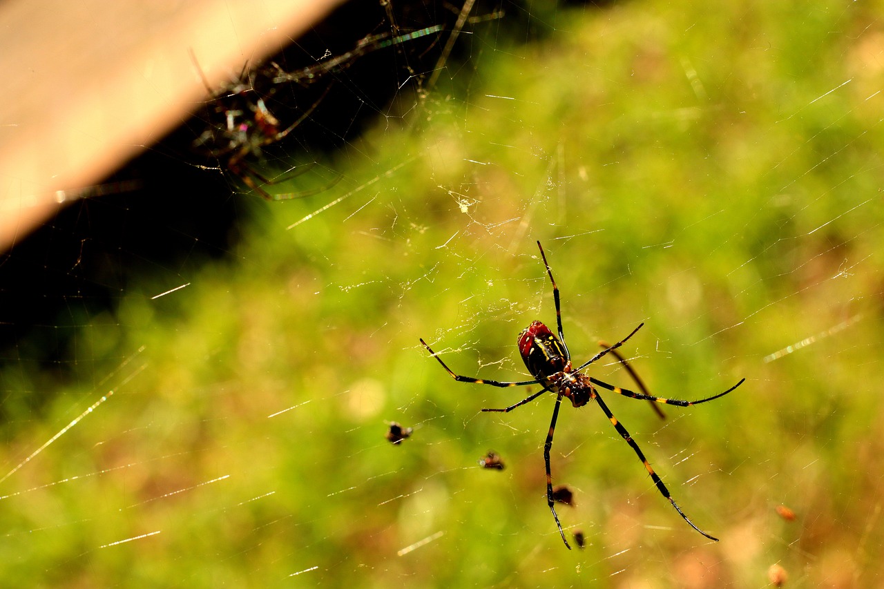 spider red yellow free photo