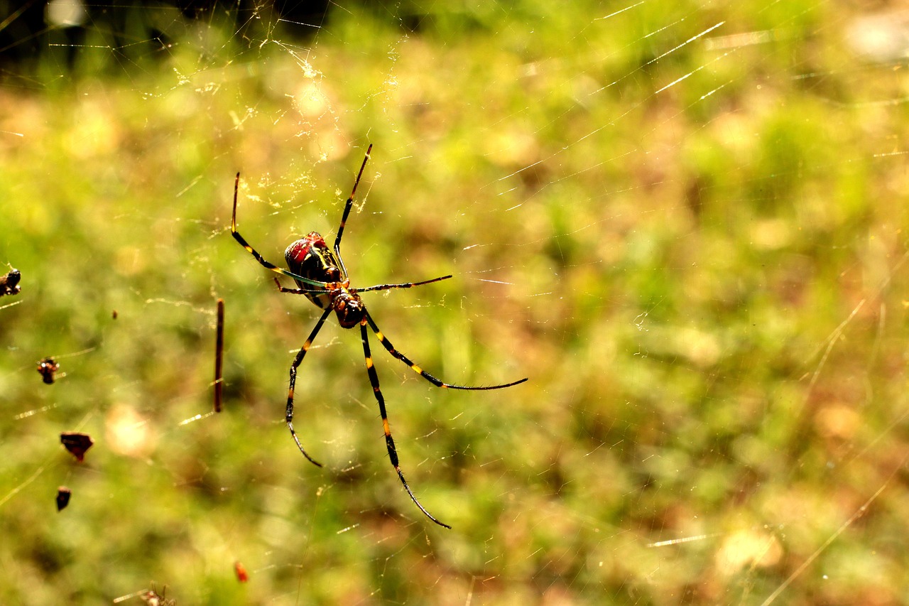 spider red yellow free photo