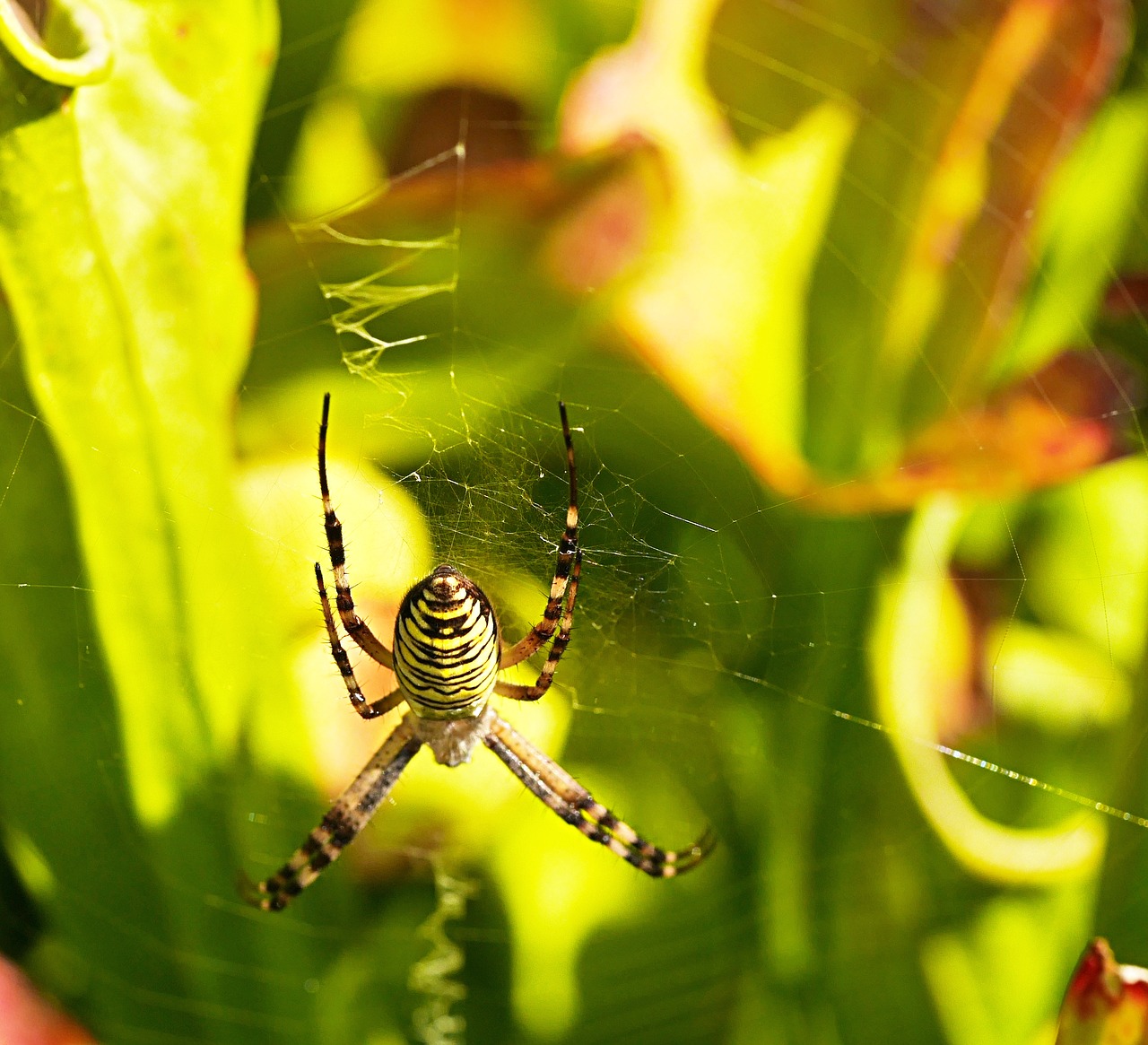 spider cobwebs striped free photo