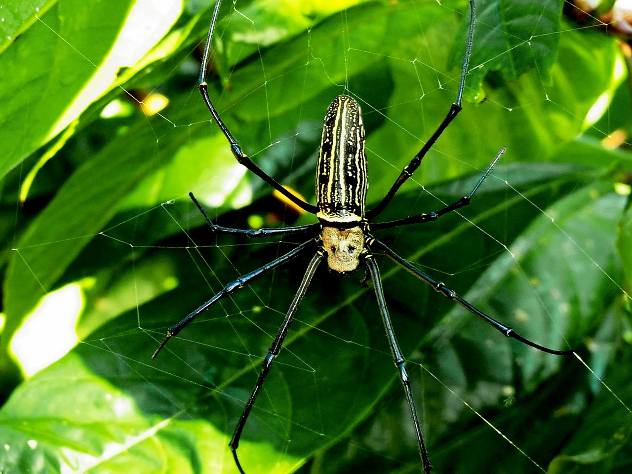 spider network nature free photo