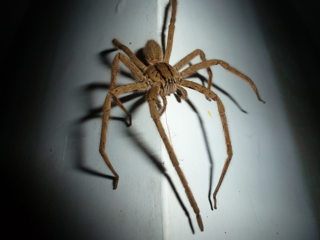 spider wolf spider insect free photo