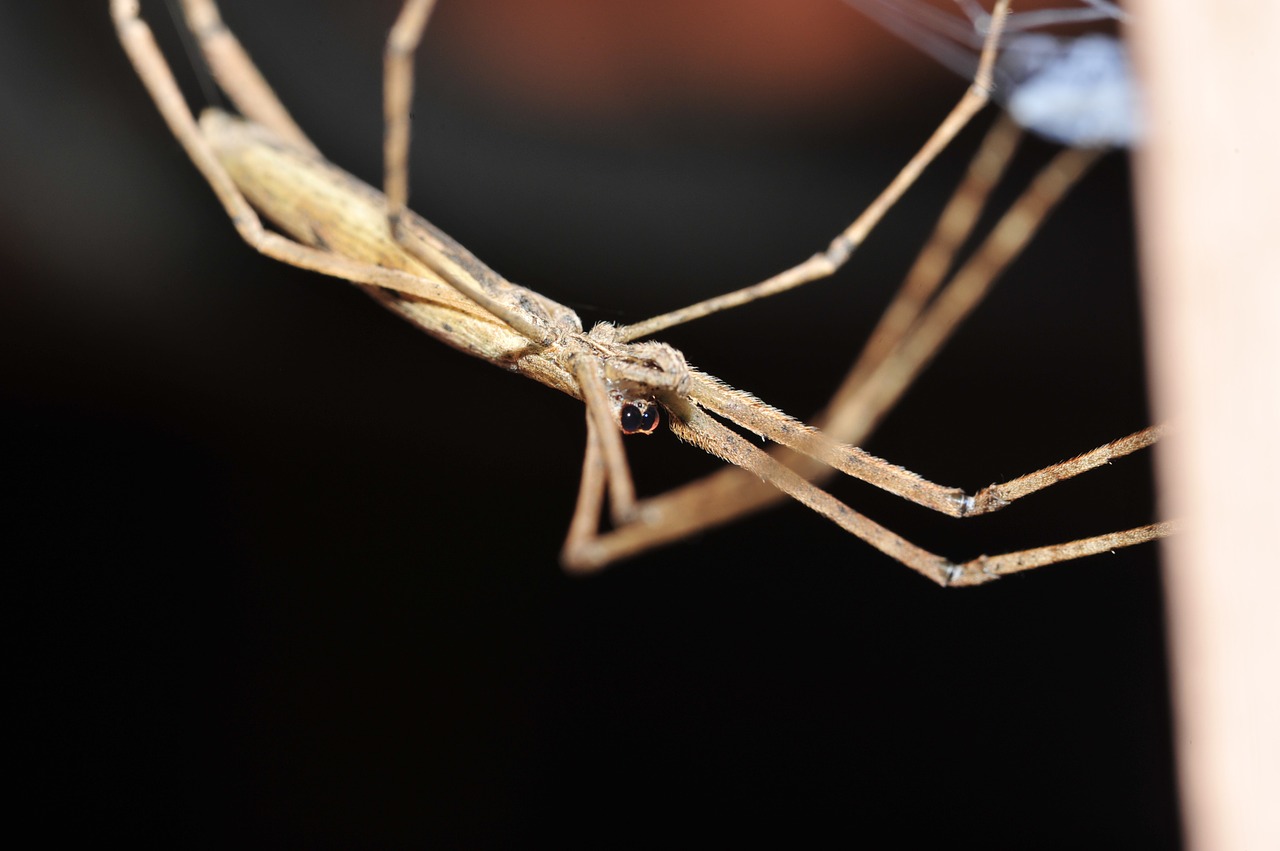 spider cobweb animals free photo