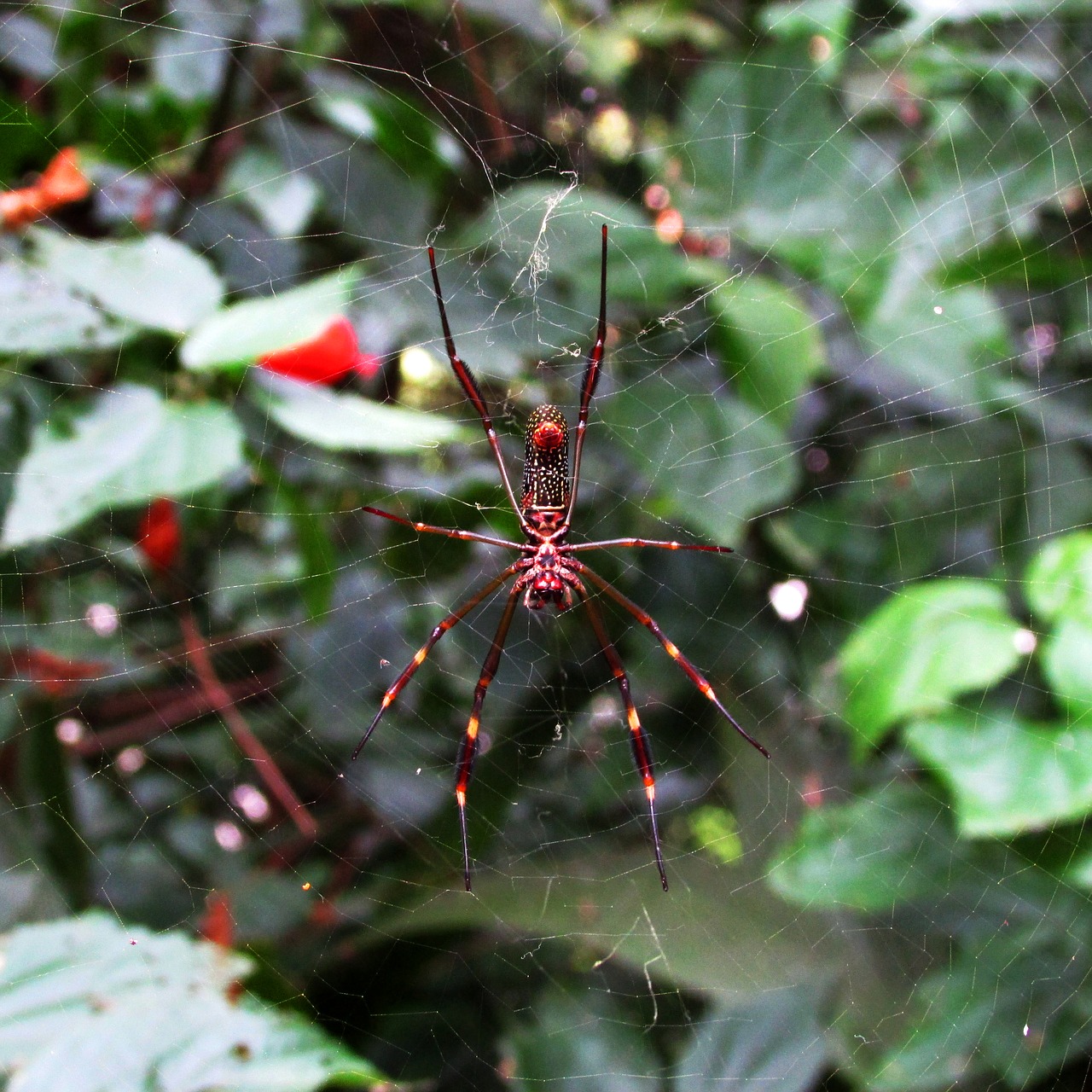 spider web insect free photo