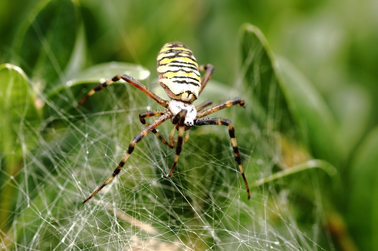 spider canvas spider web free photo