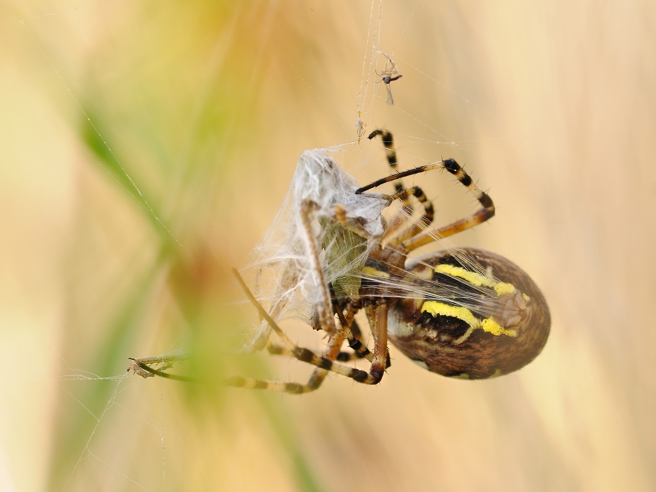 spider canvas prey free photo