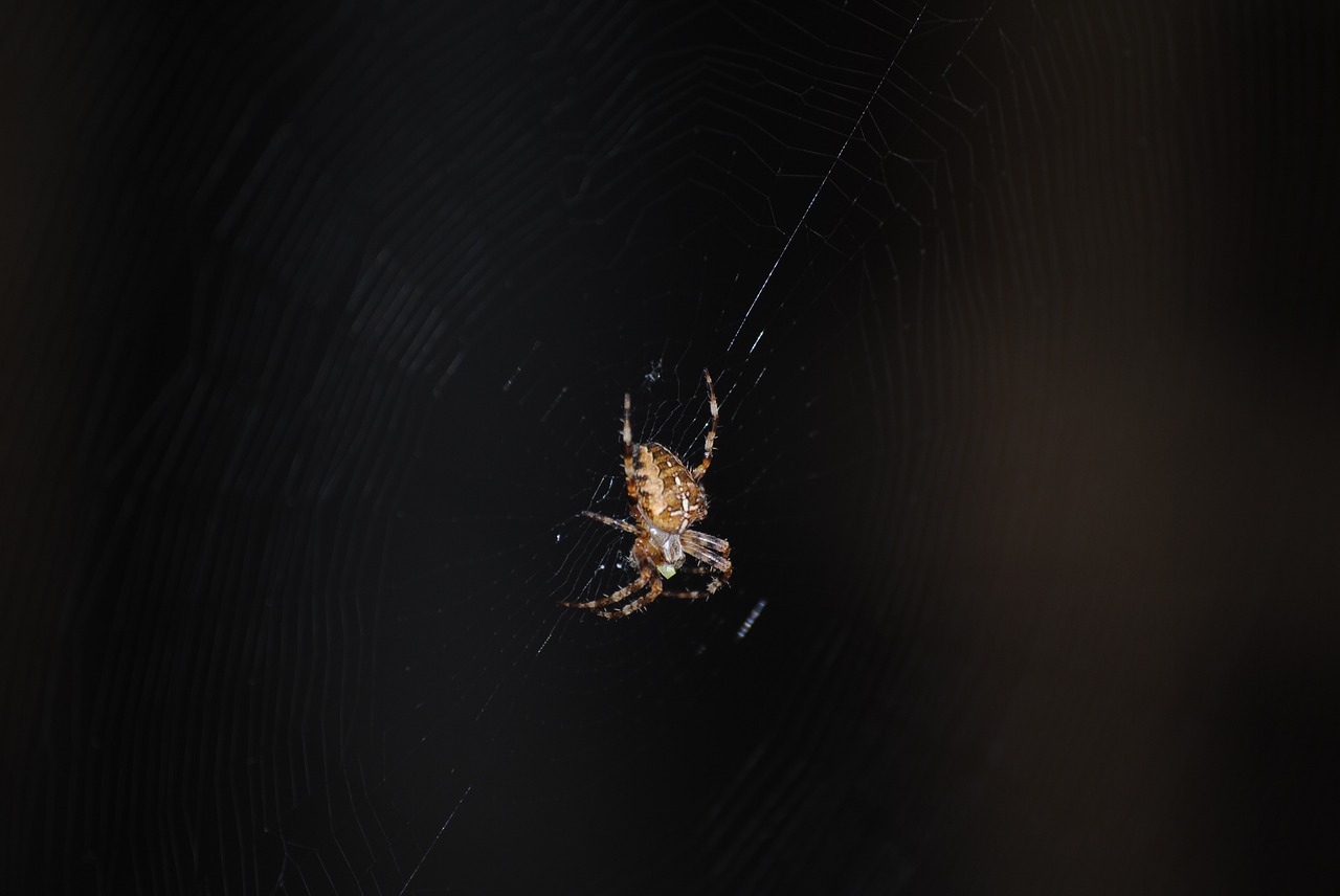 spider web insect free photo