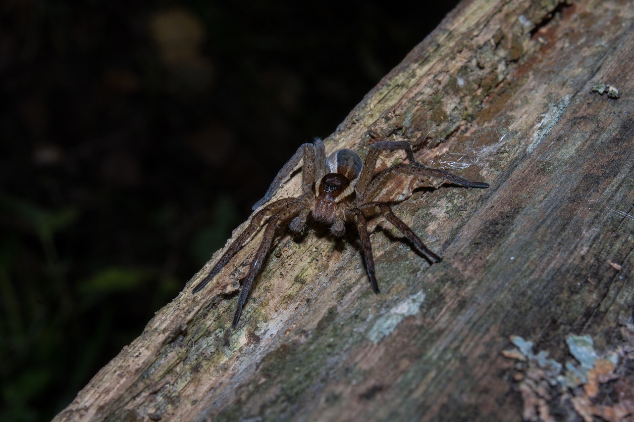 spider nature forest free photo